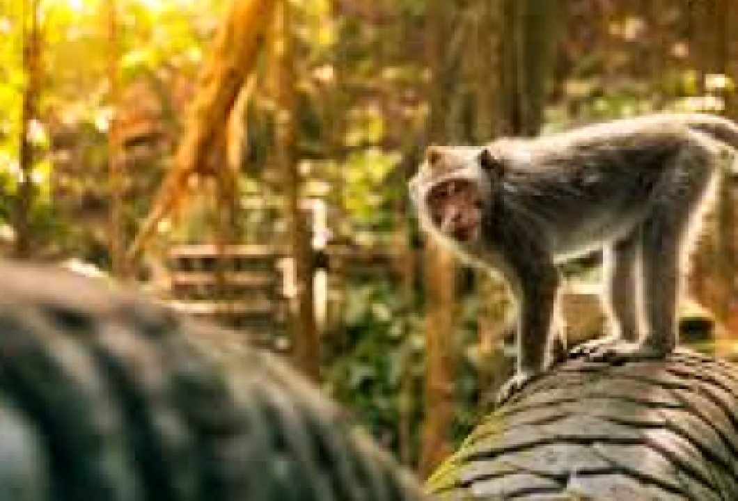 Ubud ve Tanah Lot Turu - Yarım Gün