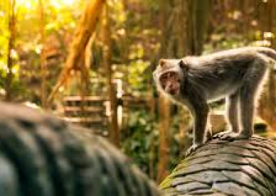 Ubud ve Tanah Lot Turu - Yarım Gün